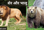 sher-aur-bhaaloo-panchtantra-moral-story-in-hindi